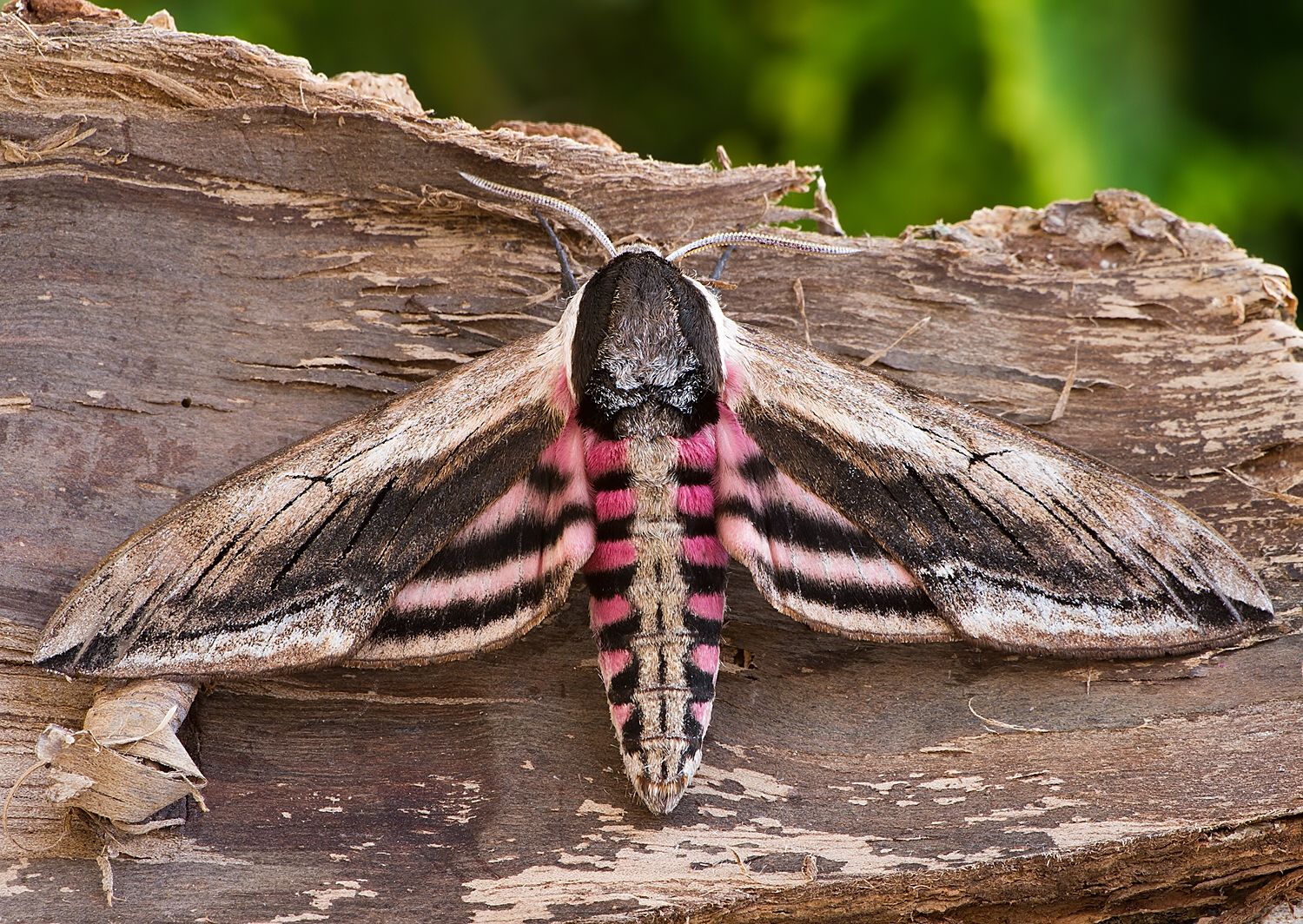 Sphinx ligustri