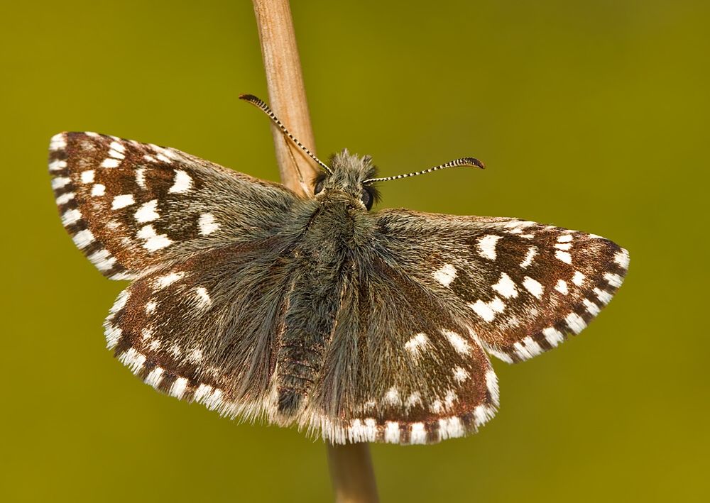 Pyrgus malvae