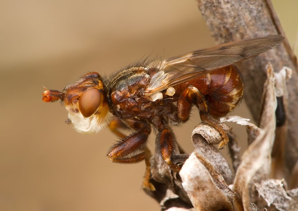 Myopa dorsalis