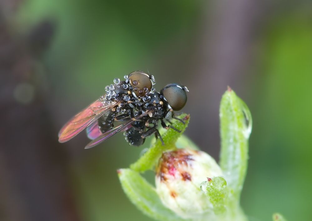 Pipunculus campestris