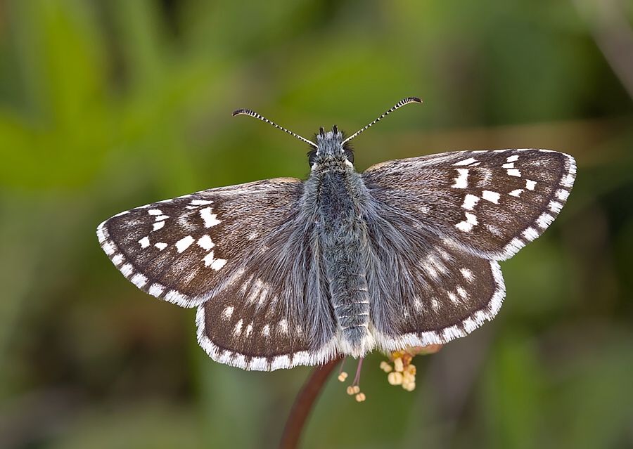 Pyrgus carthami