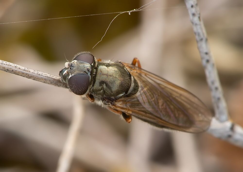 Cheilosia mutabilis
