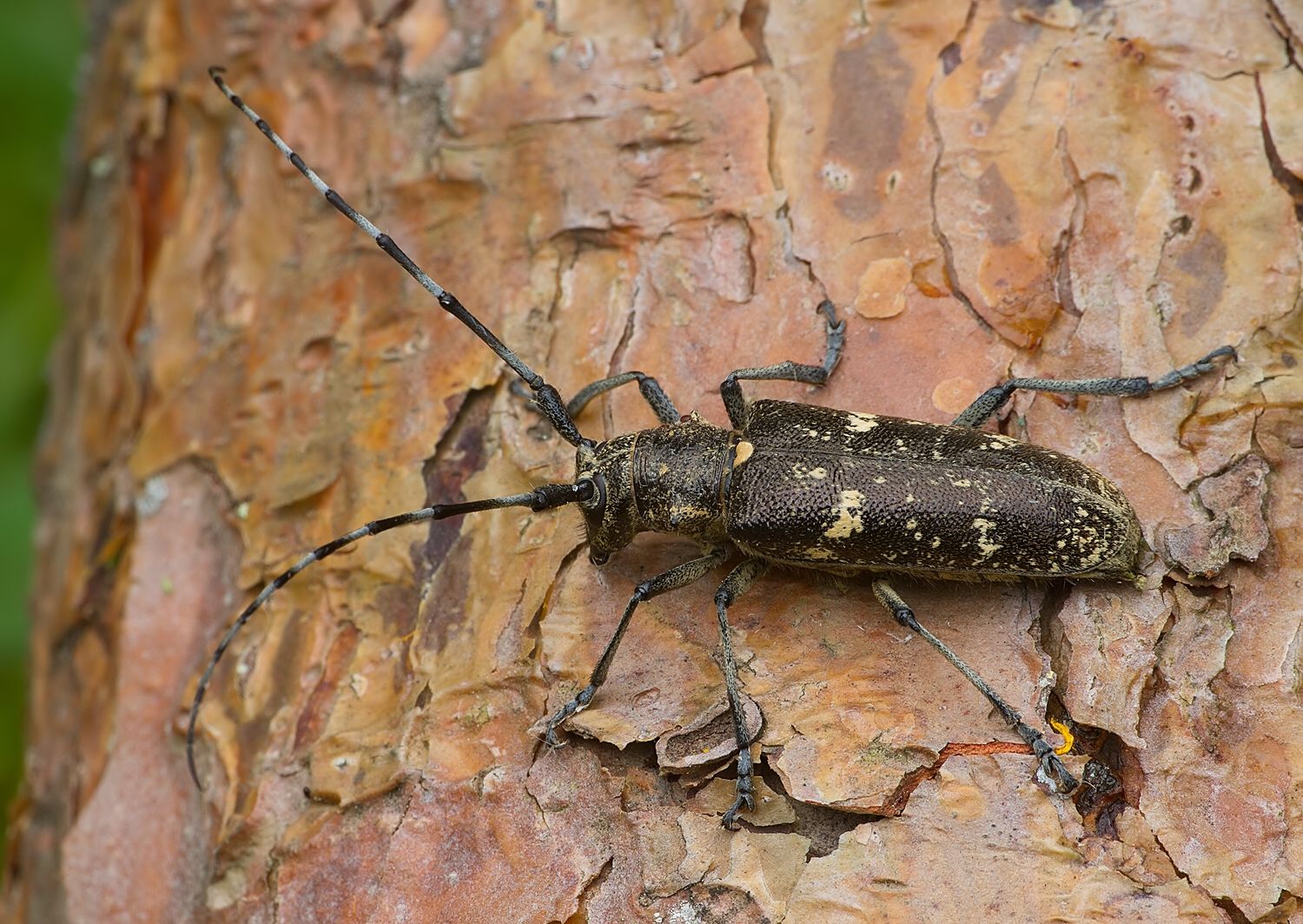 Monochamus sartor