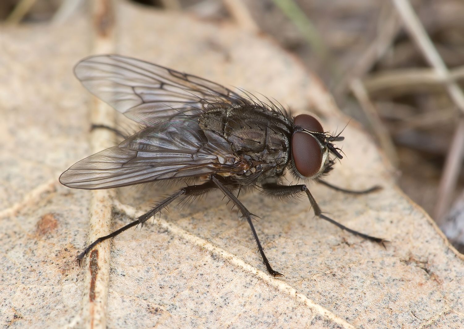 Phaonia trimaculata