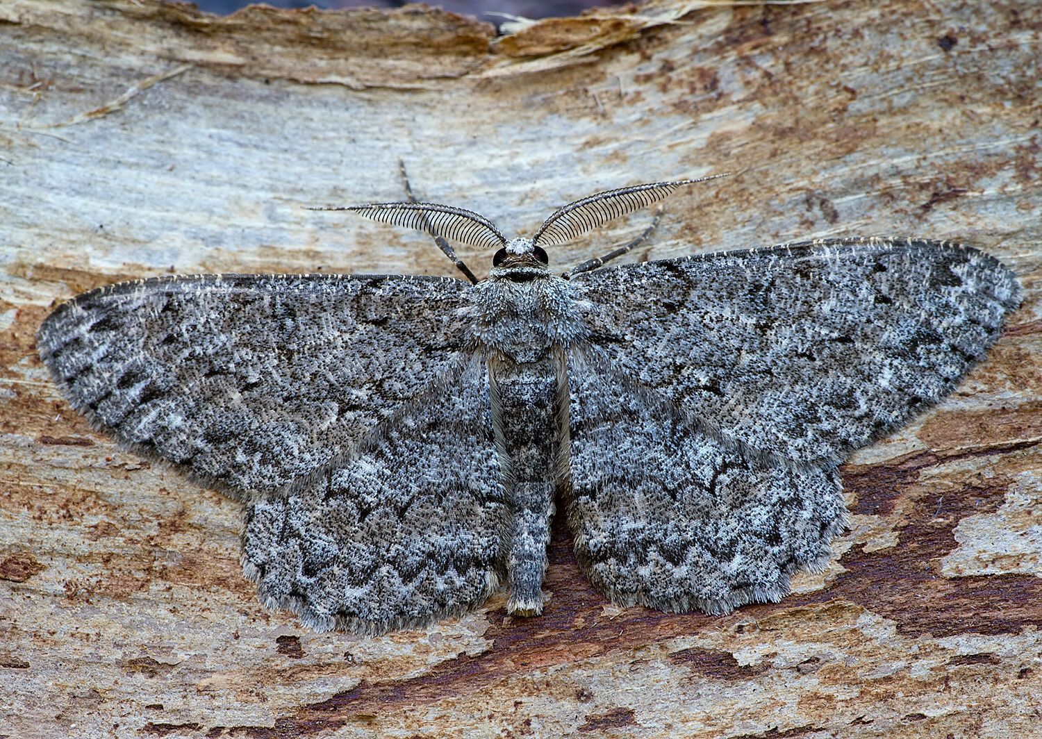 Hypomecis punctinalis