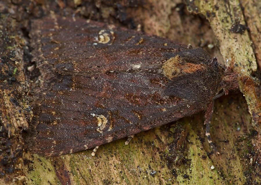 Apamea lateritia