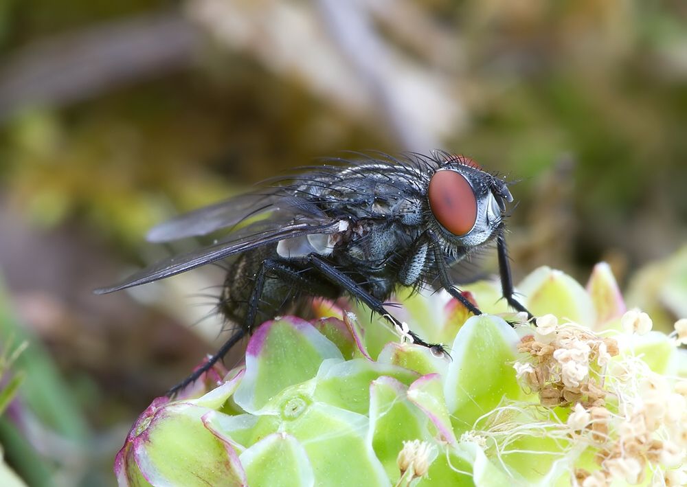 Brachicoma devia