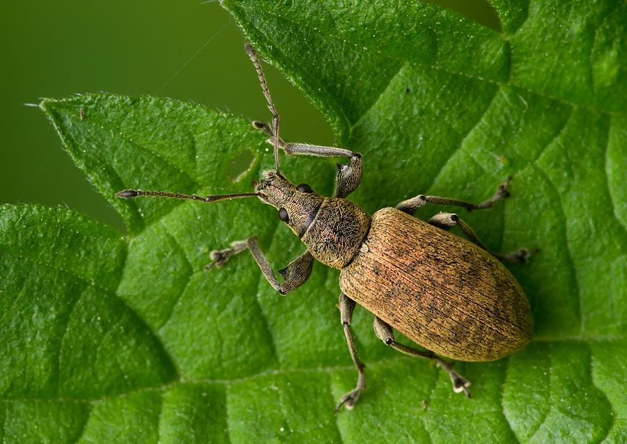 Phyllobius glaucus