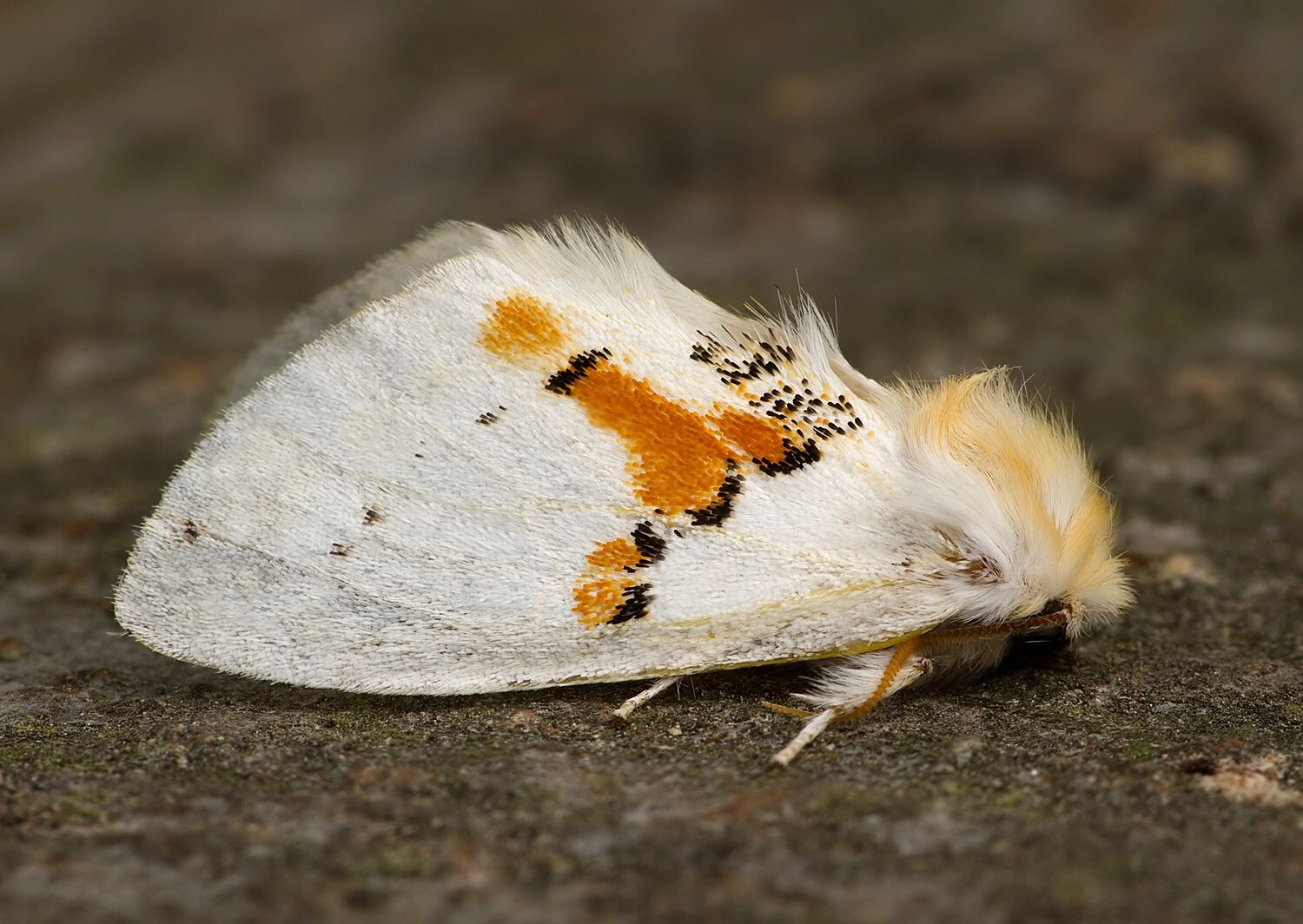 Leucodonta bicoloria