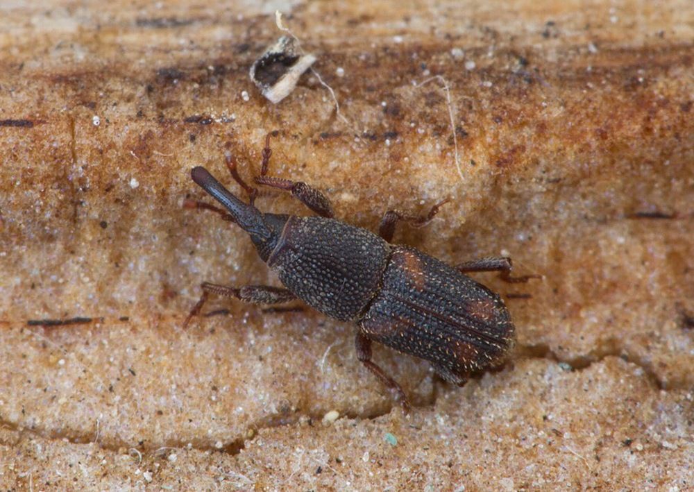 Sitophilus oryzae