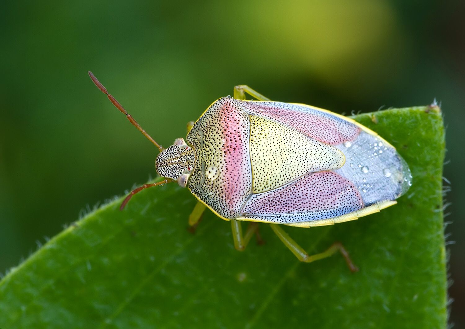 Piezodorus lituratus