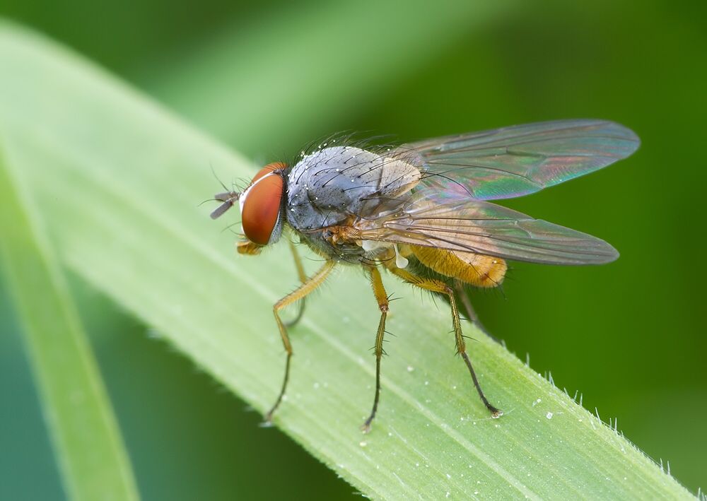 Phaonia rufiventris