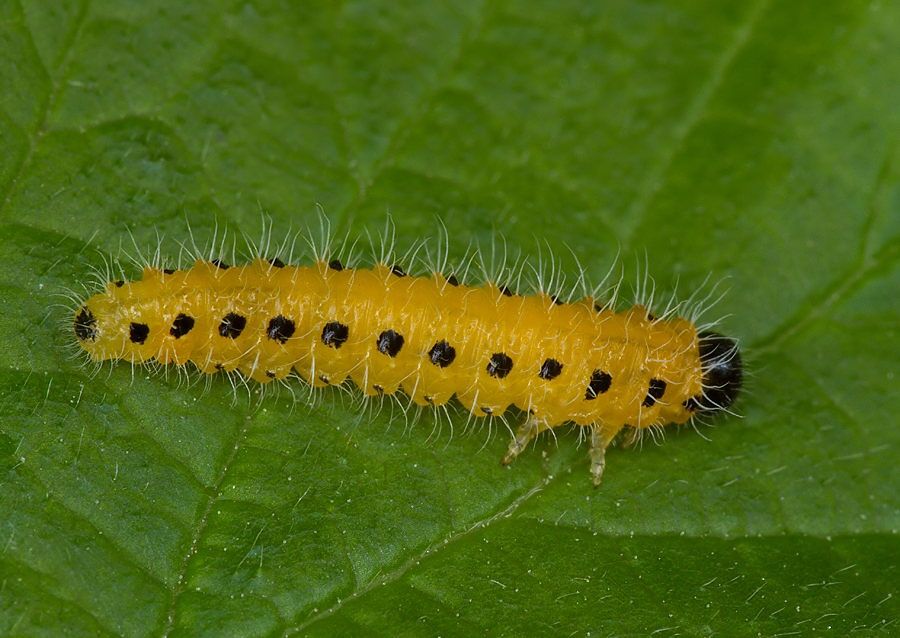 Cladius grandis