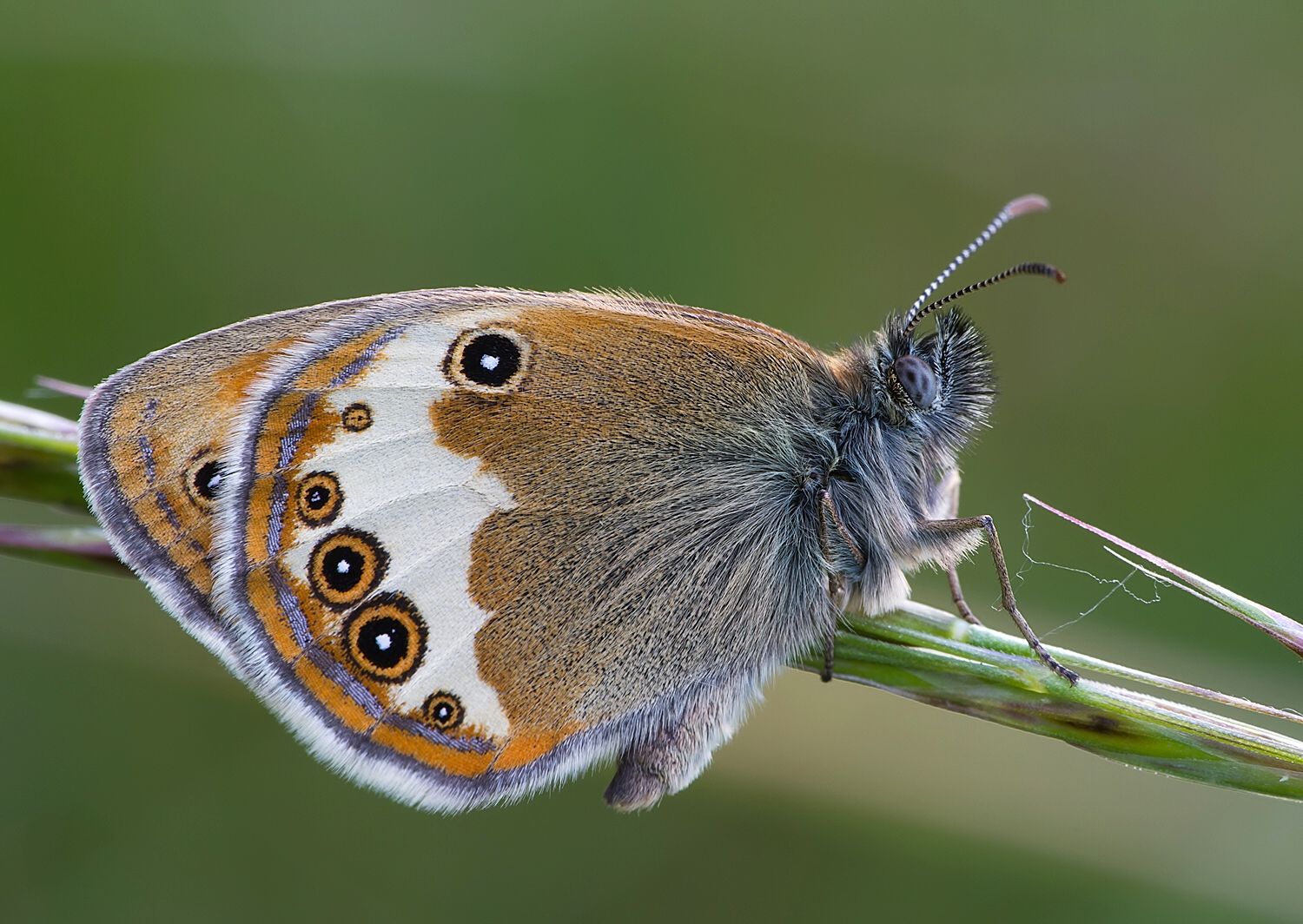 Coenonympha arcania