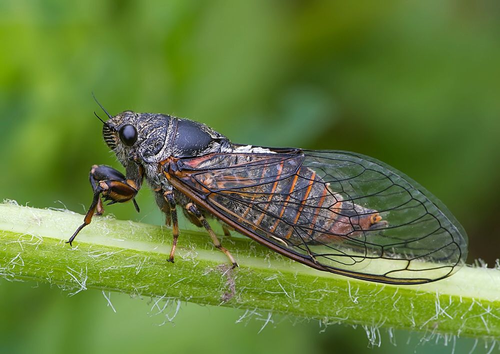 Cicadetta montana