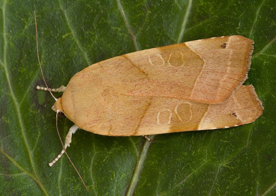 Noctua fimbriata