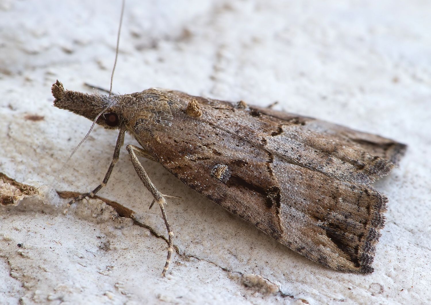 Hypena rostralis