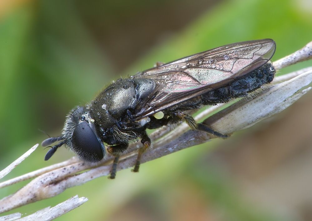 Pipizella virens