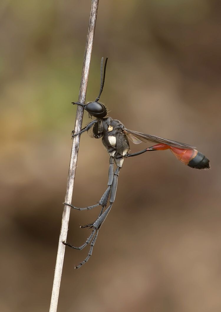 Ammophila campestris