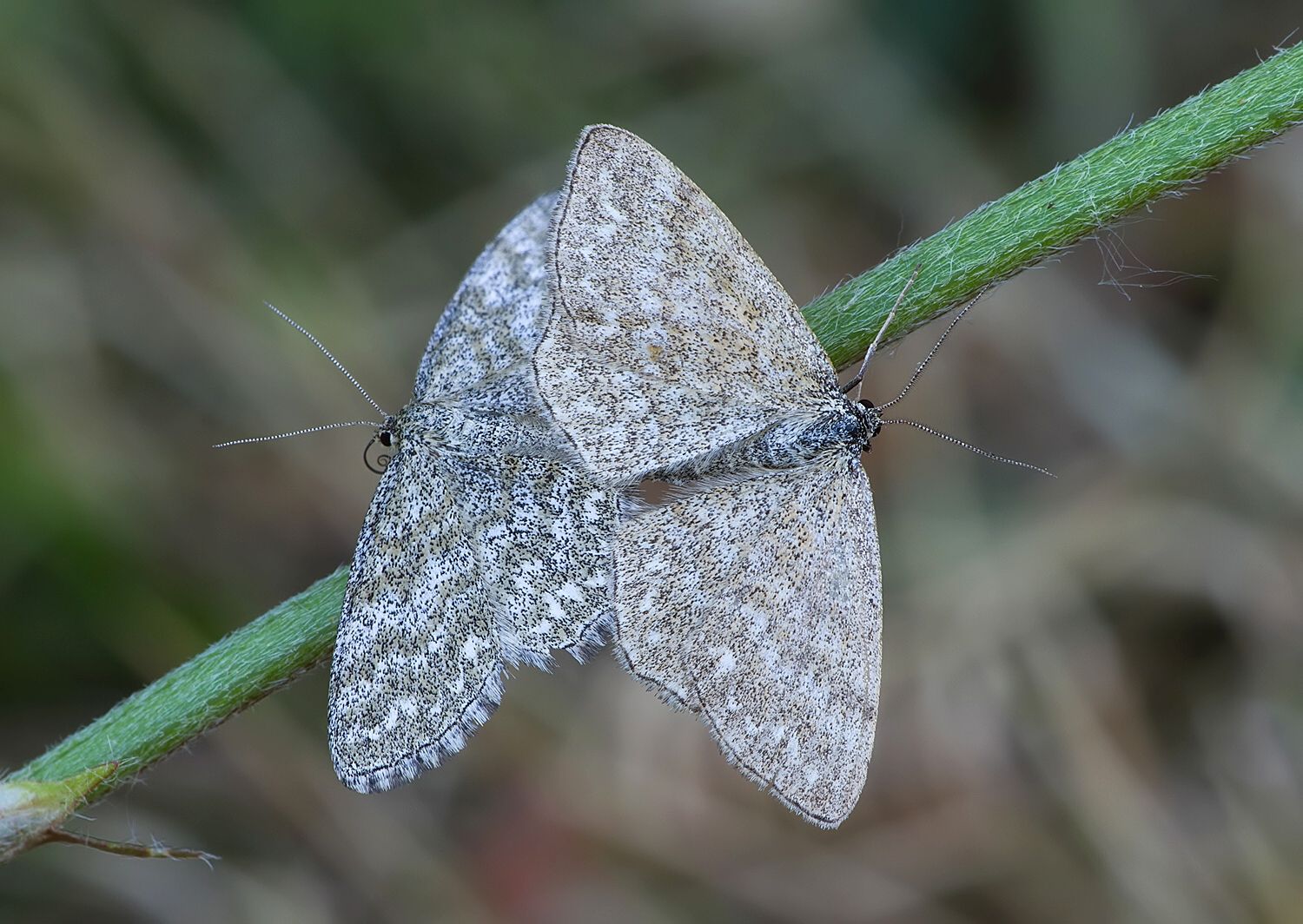 Scopula immorata