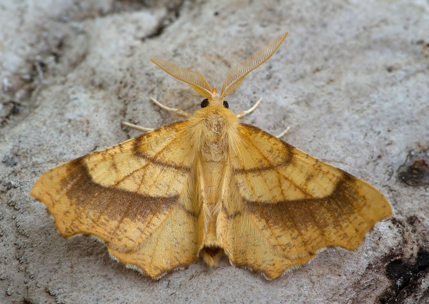 Ennomos quercinaria