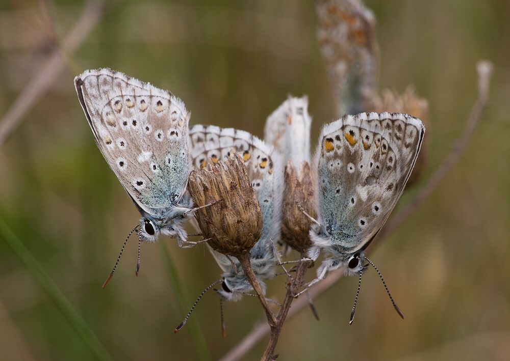 Polyommatus slovacus