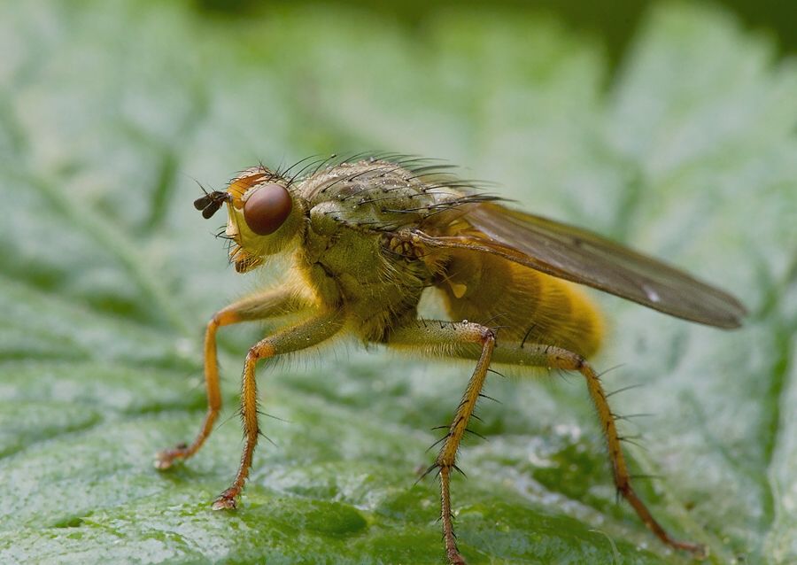 Scathophaga stercoraria