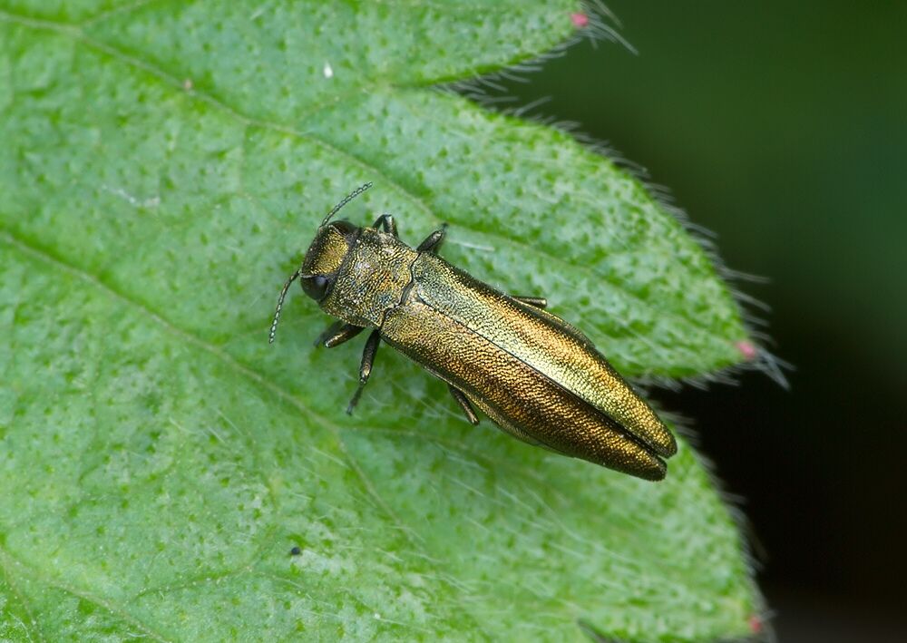 Agrilus viridis