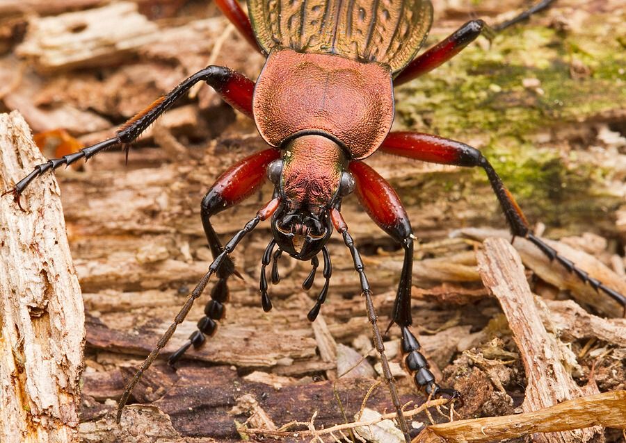 Carabus cancellatus