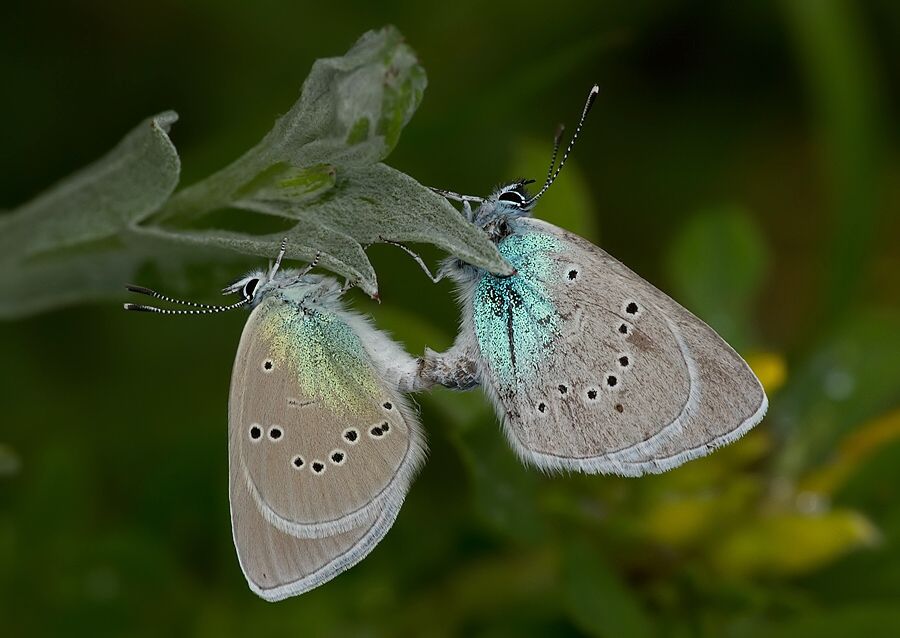 Polyommatus semiargus