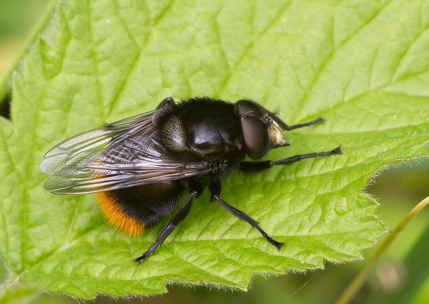 Volucella bombylans