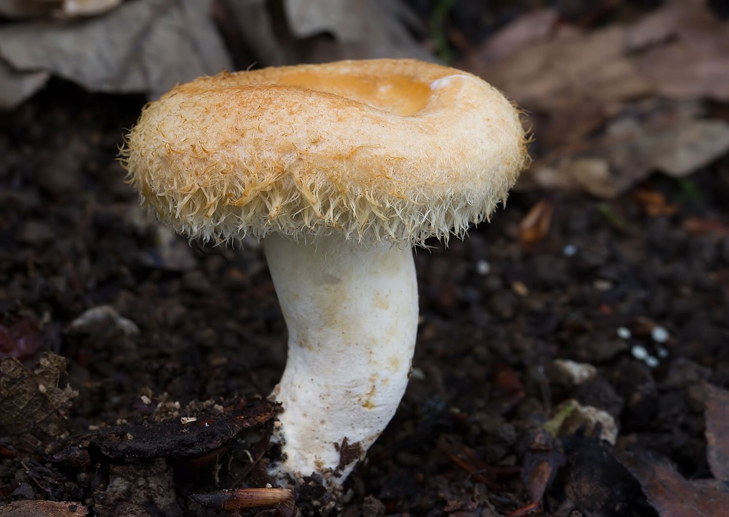 Lactarius mairei