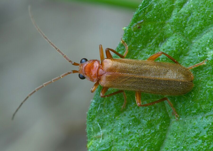 Rhagonycha translucida