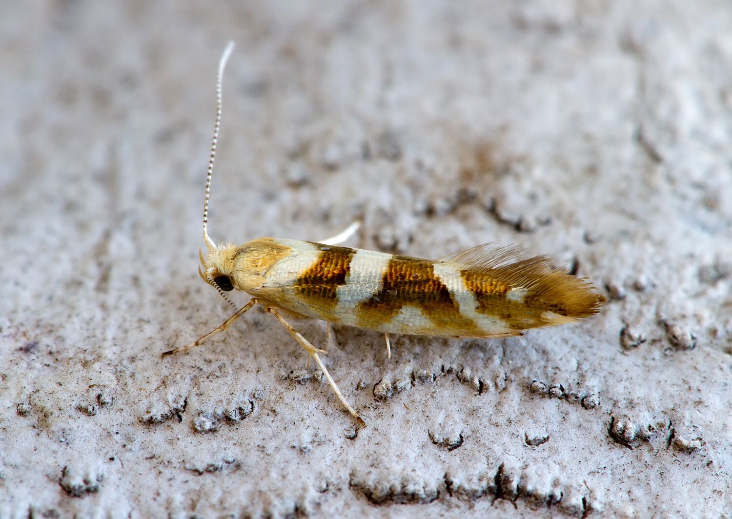 Argyresthia goedartella