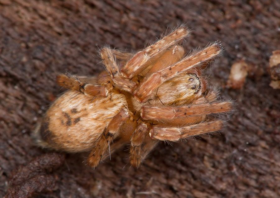Anyphaena accentuata