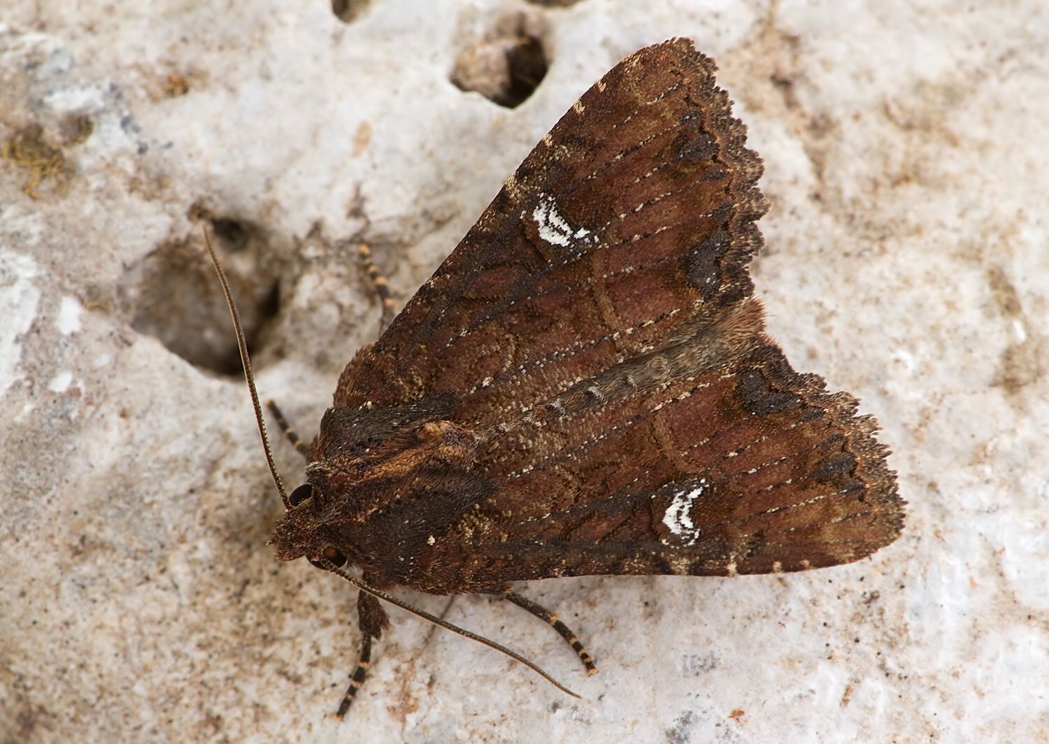 Mesapamea secalis cf.