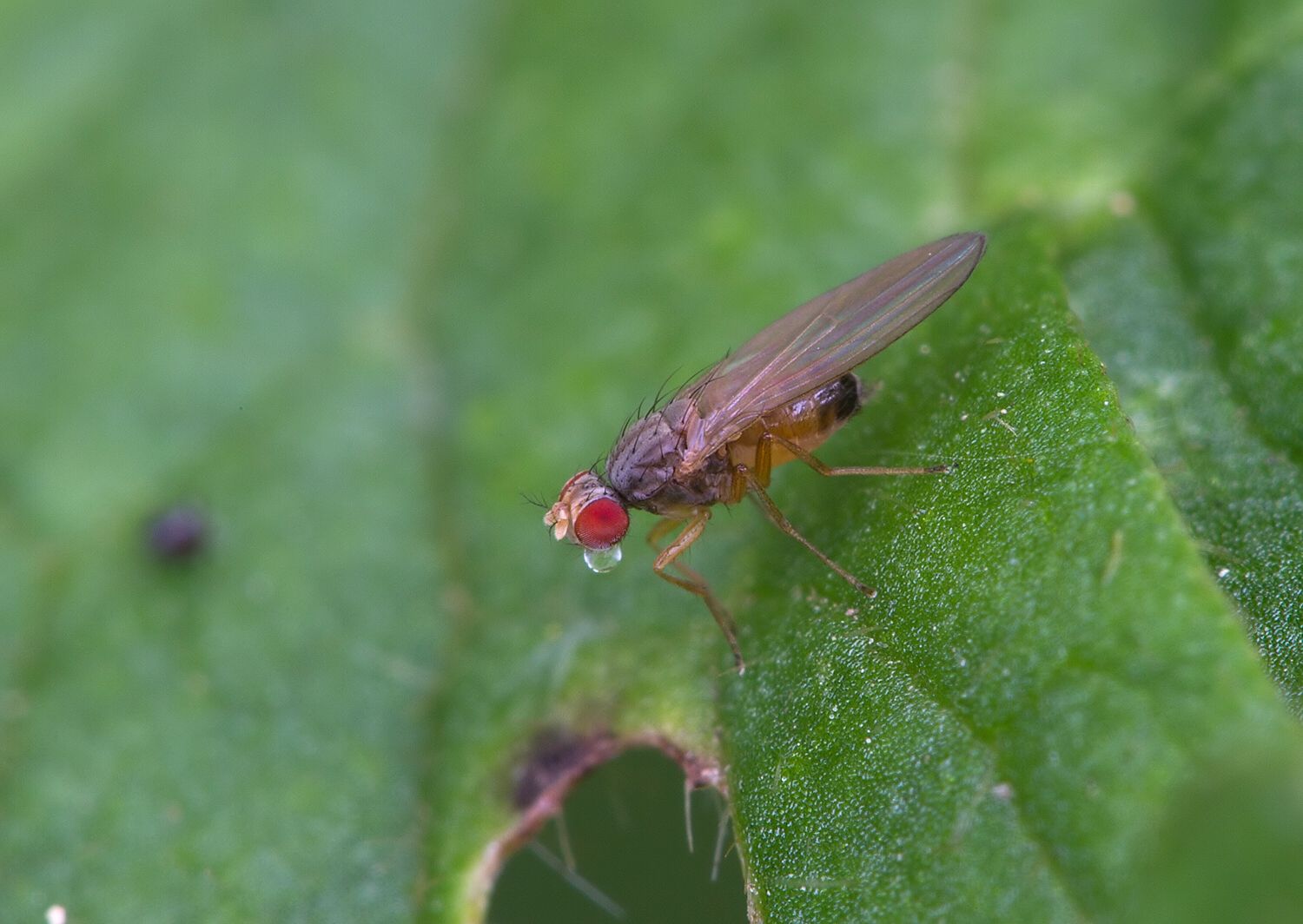 Scaptomyza pallida