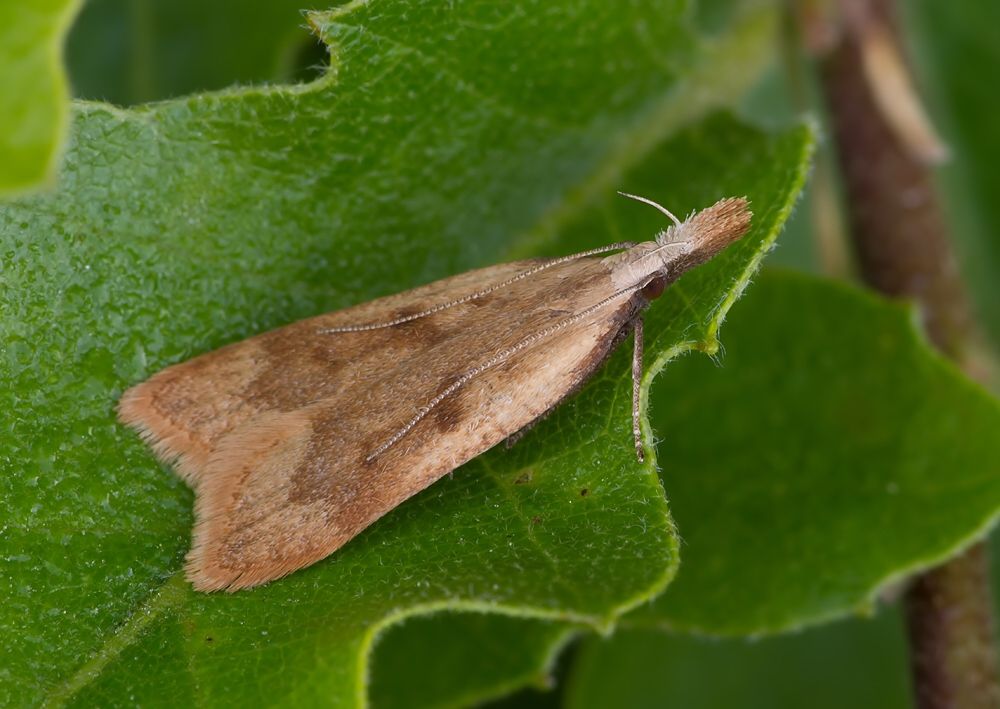 Dichomeris derasella