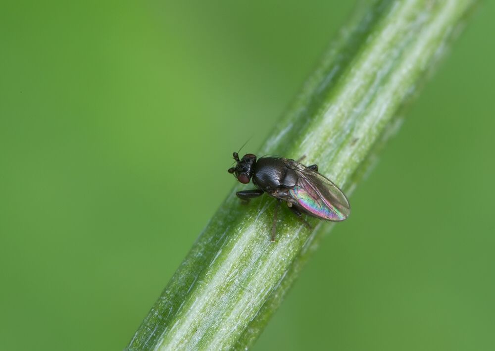 Coproica ferruginata