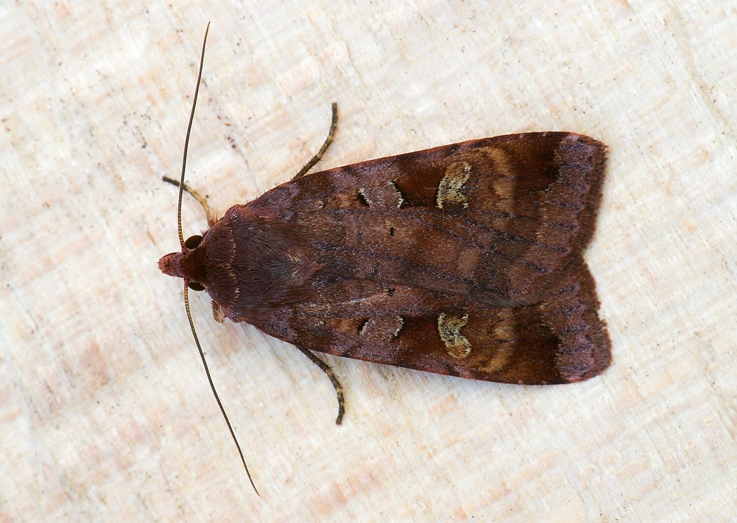 Diarsia brunnea