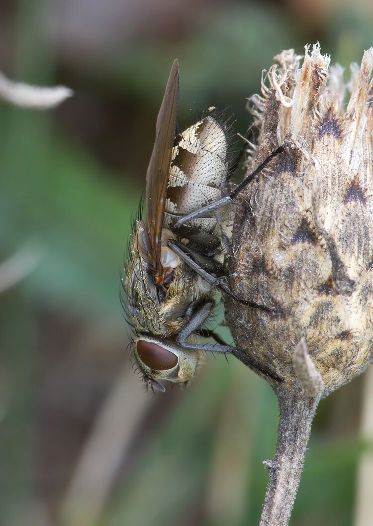 Pollenia rudis