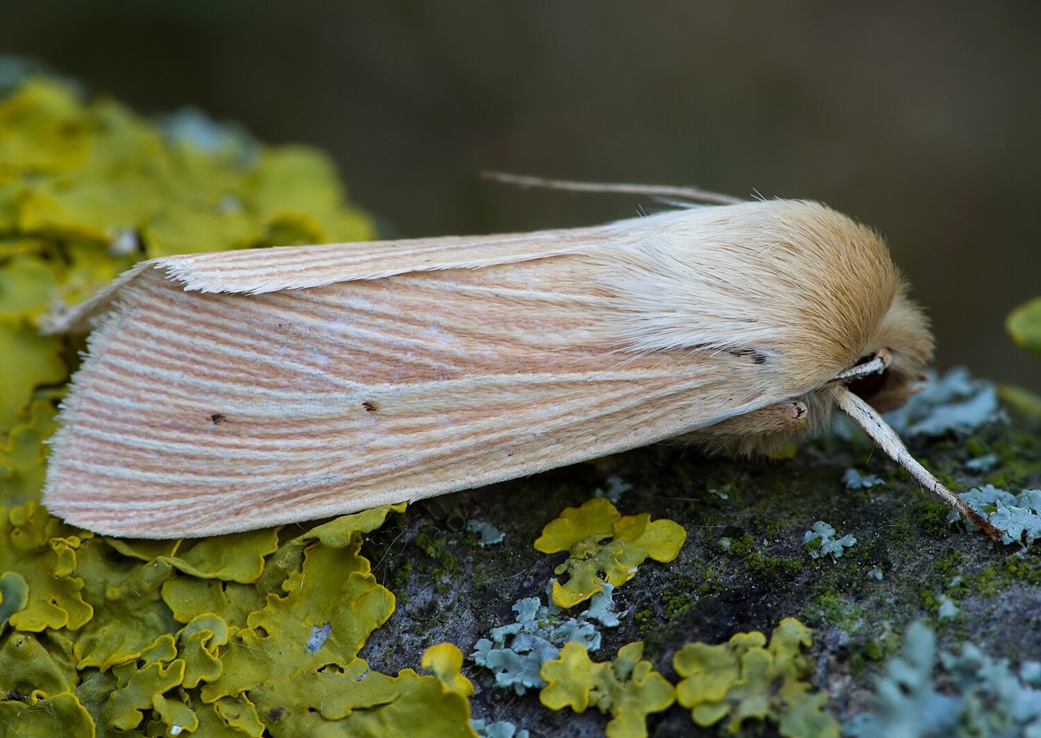 Mythimna pallens