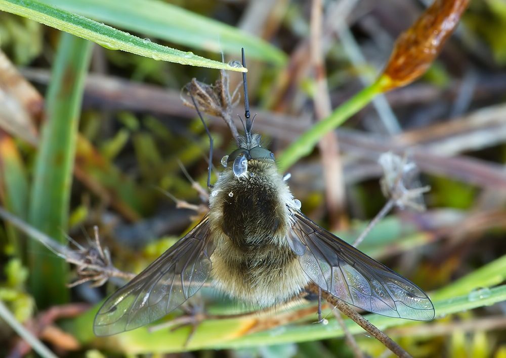 Bombylius fimbriatus