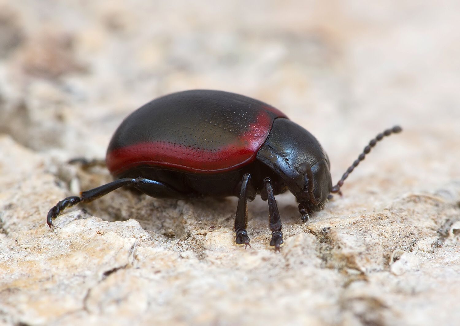 Chrysolina limbata