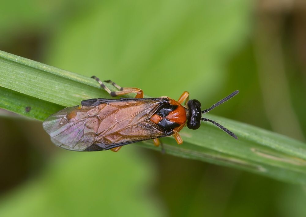 Athalia rosae