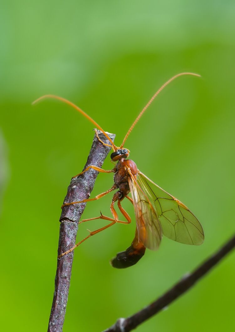 Ophion ventricosus