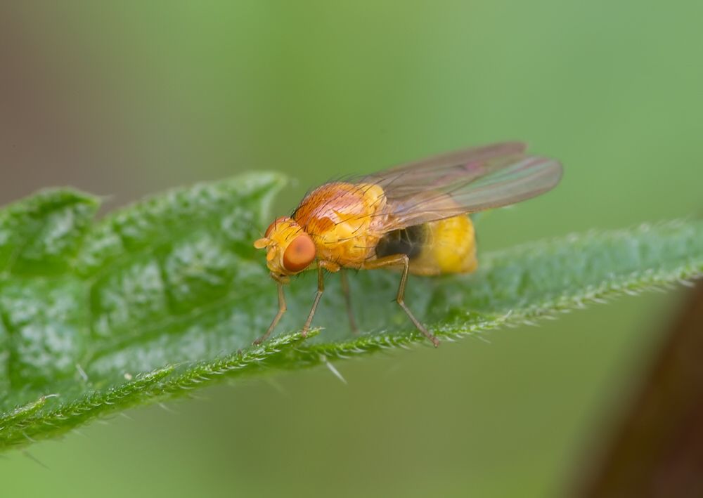 Minettia plumicornis