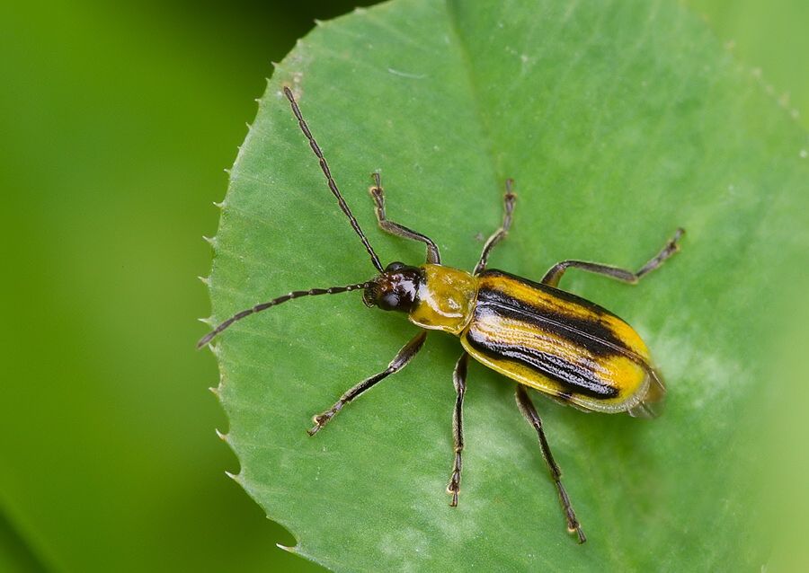 Diabrotica virgifera