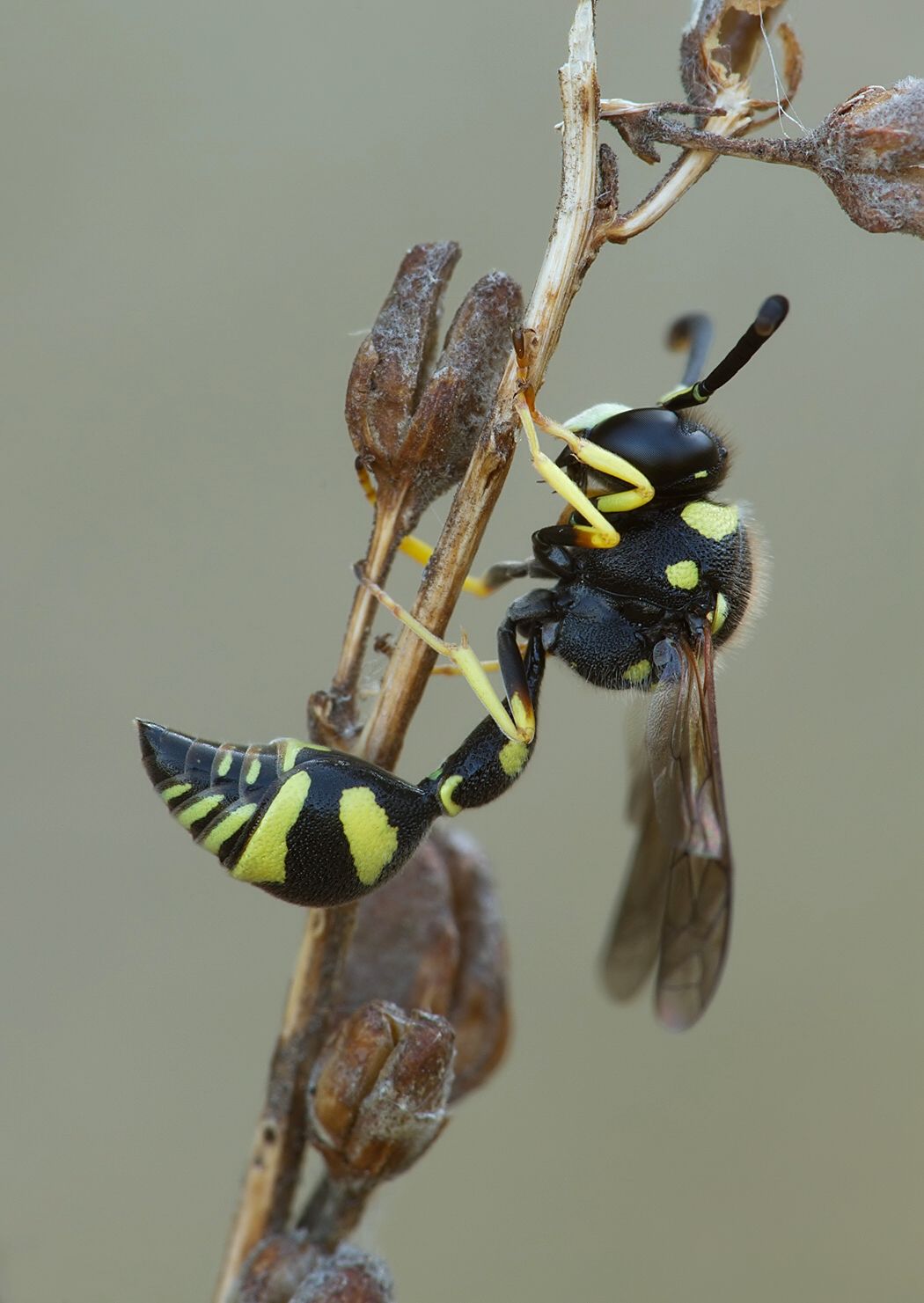 Eumenes pomiformis