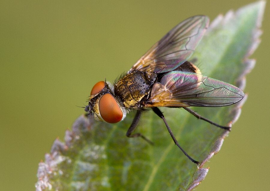 Ectophasia crassipennis